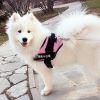 Ultimate Pet Adventure Set: Adjustable Chest Harness With Dog Leash