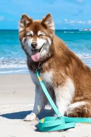 Island Vibes Waterproof Dog Leash with Durable Locking Carabiner