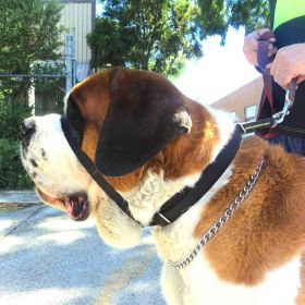 Canny Colossus: Elite No-Pull Collar for Large Breeds