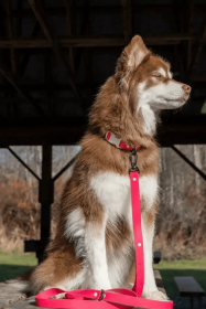 Red Mountain Syrah Waterproof Dog Leash with Padded Handle and Locking Clip