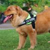 Ultimate Pet Adventure Set: Adjustable Chest Harness With Dog Leash