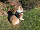 Long Range Tracking Pet Tracker GSM GPS Tracking Collars for Hunting Dogs Size:XS