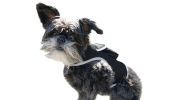 Precise Realtime Dog Tracking GPS GSM System Collar Mount Pet Tracker Size:M
