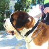 Canny Colossus: Elite No-Pull Collar for Large Breeds