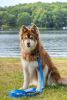 Dockside Adventures Waterproof 6FT Dog Leash for Adventurous Pet Owners