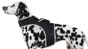 NEW GPS/GSM/GPRS Waterproof Pet Tracker for Realtime Dog Cat Tracking Size:L