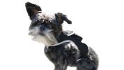 Long Range Tracking Pet Tracker GSM GPS Tracking Collars for Hunting Dogs Size:XS