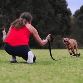 Canny Recall Training Leash for Safe and Effective Dog Recall (Pack Of: 1, size: 15Ft Long 5/8" Width)