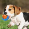 Glowing Audible Dog Toy Ball - Floatable, Teeth-Grinding Pet Toy